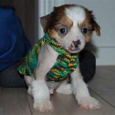 Chinese crested hårløs Toulouse