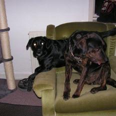 Labrador retriever Malu *-: