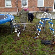 Labrador retriever Malu *-: