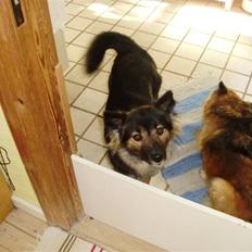 Islandsk fårehund Godrumgaards Skessa