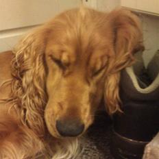 Cocker spaniel Sasha