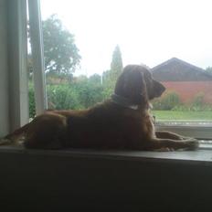 Cocker spaniel Sasha