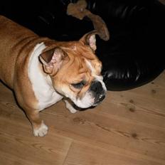 Engelsk bulldog Olga <3