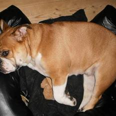 Engelsk bulldog Olga <3