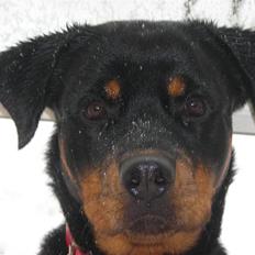 Rottweiler Nugga Chitta Hartmann