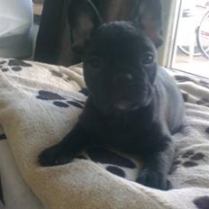 Fransk bulldog Carla