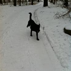 Blanding af racer Terkel