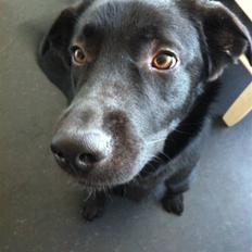 Blanding af racer Terkel