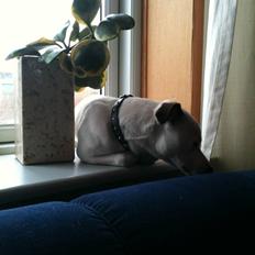 Jack russell terrier Solo