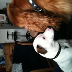 Jack russell terrier Solo