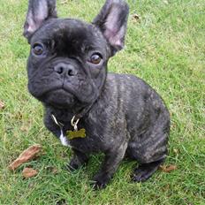 Fransk bulldog Anton