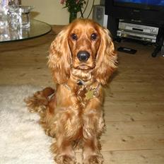 Cocker spaniel Pelé