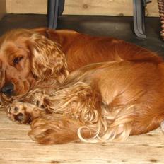 Cocker spaniel Pelé