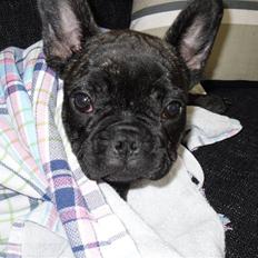 Fransk bulldog Anton