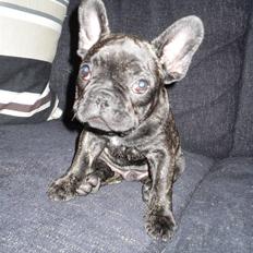 Fransk bulldog Anton