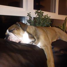 Olde english bulldogge Tantos