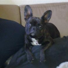 Fransk bulldog Ida