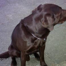 Labrador retriever Basse