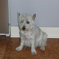 West highland white terrier Mollie