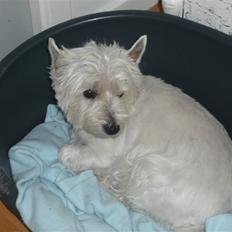 West highland white terrier Mollie