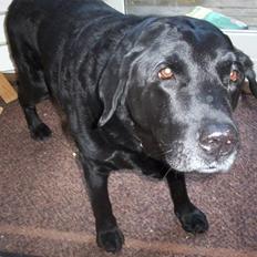 Labrador retriever Felix