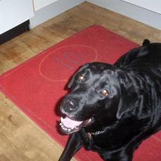 Labrador retriever Felix