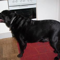 Labrador retriever Felix