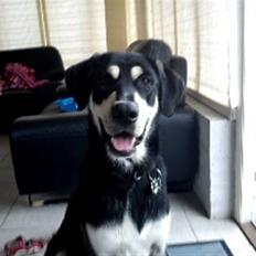 Blanding af racer Rocco