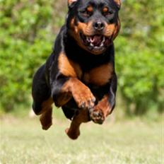 Rottweiler Fattiggårdens Luca