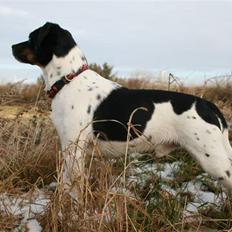 Dansk svensk gaardhund Gårdens Anton