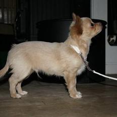 Chihuahua Chiboel's Dancing Joey