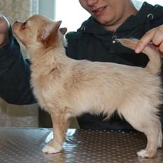 Chihuahua Chiboel's Dancing Joey