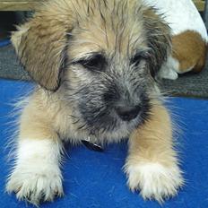 Blanding af racer Cody