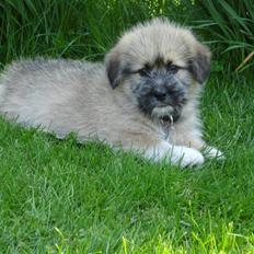 Blanding af racer Cody