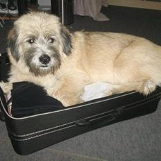 Blanding af racer Cody