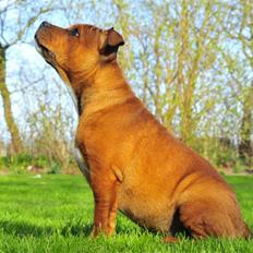 Staffordshire bull terrier Kato