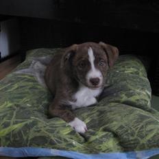 Blanding af racer Saxo