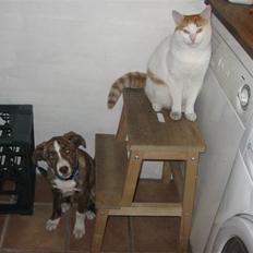 Blanding af racer Saxo