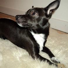 Blanding af racer Milus