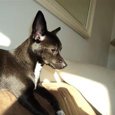 Blanding af racer Milus