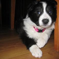 Border collie Laika