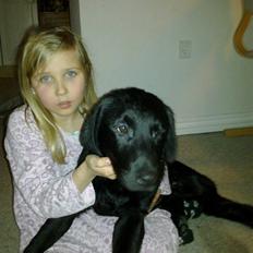 Labrador retriever Laban R.I.B