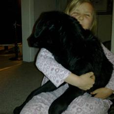 Labrador retriever Laban R.I.B