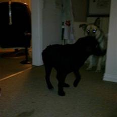 Labrador retriever Laban R.I.B