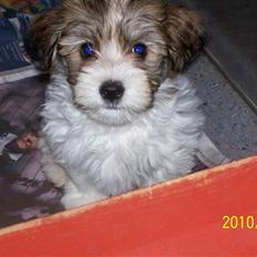 Bichon havanais Bastian<3