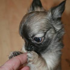 Chihuahua Bim Bim (Lulu (2010-2011)