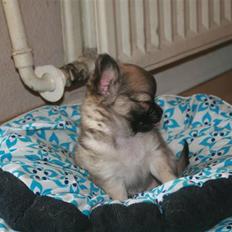 Chihuahua Bim Bim (Lulu (2010-2011)