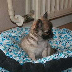 Chihuahua Bim Bim (Lulu (2010-2011)