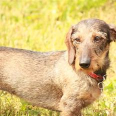Dværggravhund Trille ( Galla)