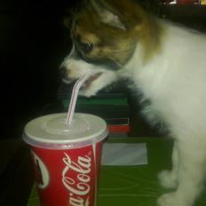 Blanding af racer Aya